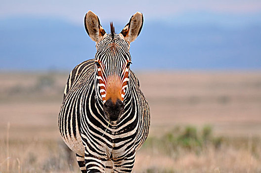 角山斑马,斑马,进食,斑马山国家公园,东开普省,南非,非洲