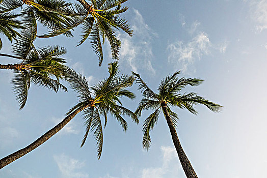 蓝天白云和椰子树