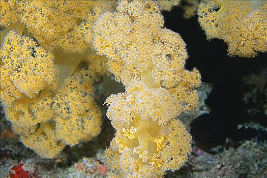 特写,软珊瑚,水下,马尔代夫