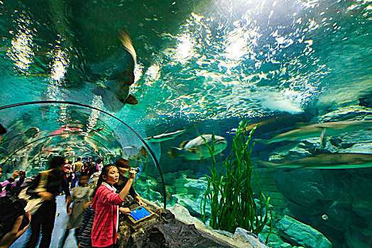 海底观光隧道,玻璃,隧道,孩子,游客