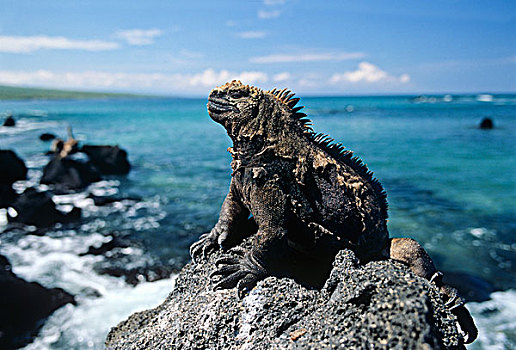海鬣蜥,晒太阳,沿岸,石头,伊莎贝拉岛,加拉帕戈斯群岛,厄瓜多尔