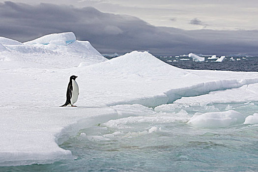 阿德利企鹅,冰山,南,奥克尼群岛,南大洋