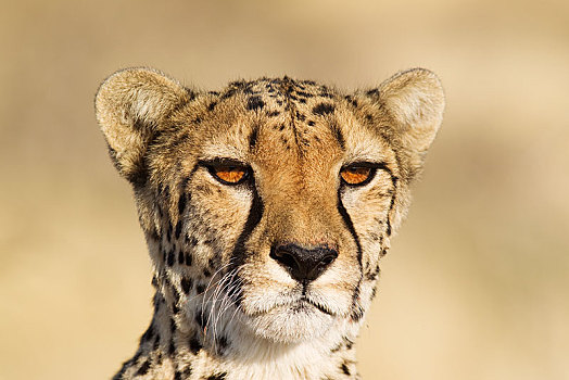 印度豹,猎豹,雌性,俘获,纳米比亚,非洲