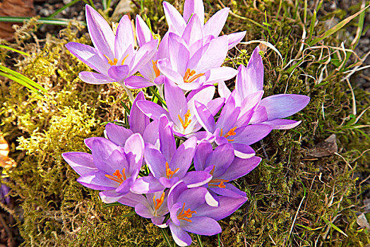 紫色,藏红花,苔藓,阳光