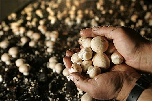 洋蘑菇,饲养,农业,黑森州,德国