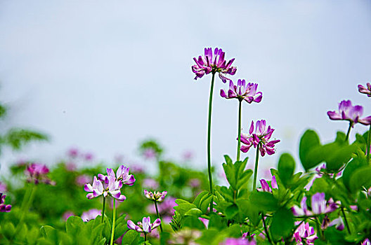 紫云英花