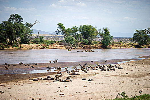 秃鹰,休息,河岸,肯尼亚,非洲