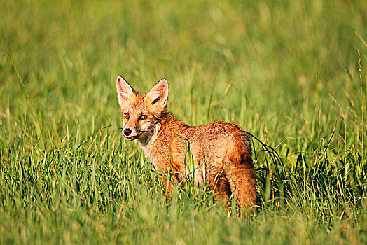 红狐,狐属,幼兽,站立,草,巴伐利亚,德国,欧洲