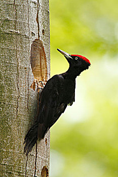 黑啄木鸟,雄性,坐,入口,洞,北莱茵-威斯特伐利亚,德国,欧洲