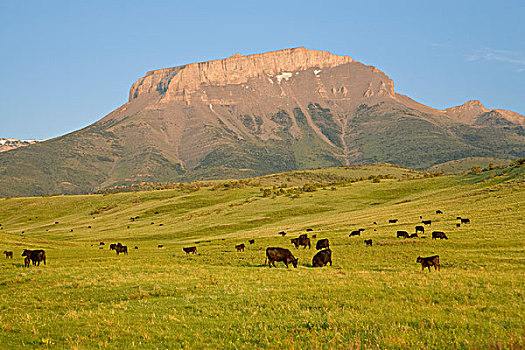 牛,放牧,正面,穗,山,落基山,蒙大拿