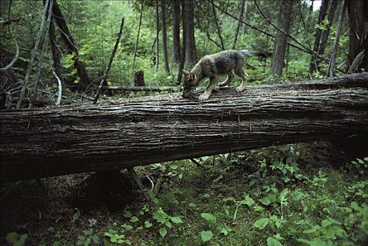 大灰狼,狼,幼仔,树林,北美