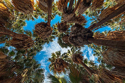 美国,加利福尼亚,棕榈树,只有,地方特色,绿洲,保存