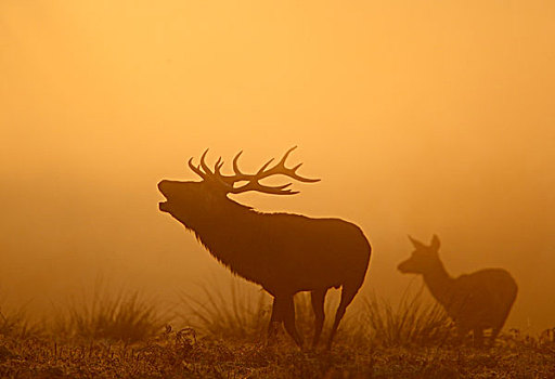 红色,鹿,杜鹿,雌鹿,叫,黎明,秋天,公园,莱斯特,英格兰,英国,欧洲