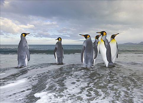 帝企鹅,走,浅,海浪,靠近,岸边,晚间,秋天,金港,南乔治亚,南大洋,南极辐合带