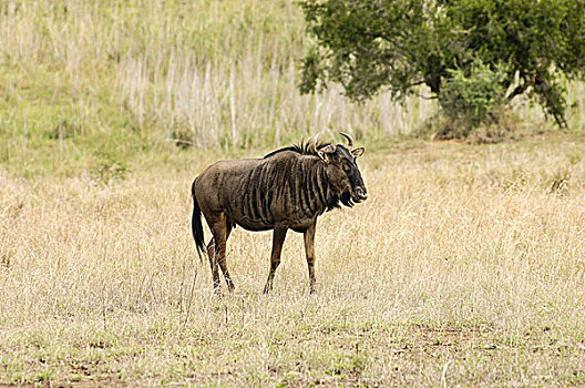 蓝角马,南非,非洲