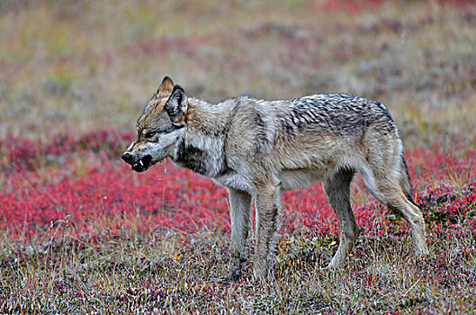 狼,苔原,觅食,威胁,手势,德纳里峰国家公园,阿拉斯加