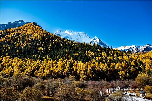 稻城亚丁秋日的雪山与森林