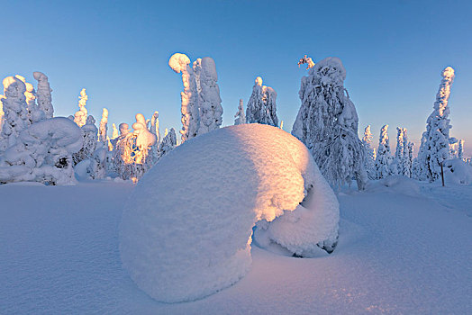 形状,冰冻,树,国家公园,拉普兰,芬兰