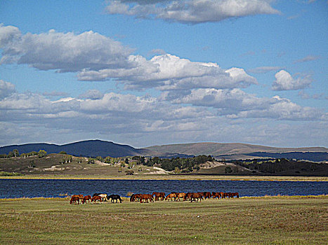 蓝天白云下的湖边吃草的马群