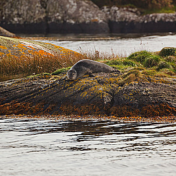 斑海豹,常见海豹,港口,科克郡,爱尔兰