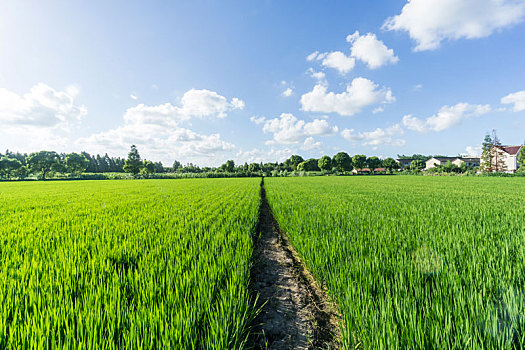 乡村的水稻田