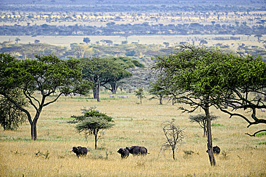 坦桑尼亚,塞伦盖蒂国家公园,南非水牛,风景