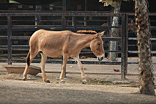 蒙古野驴