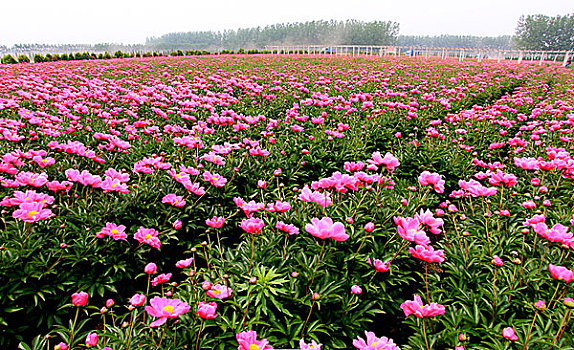 芍药,种植,基地