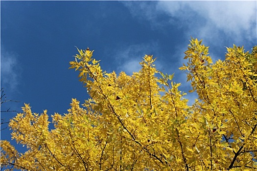 黄色,秋叶,树