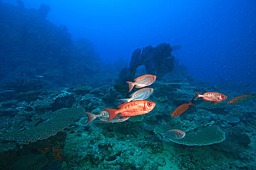 鱼,靠近,贝卡岛,南方,维提岛,斐济,南太平洋