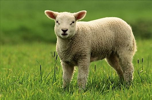 家羊,绵羊,羊羔,站立,青草,欧洲