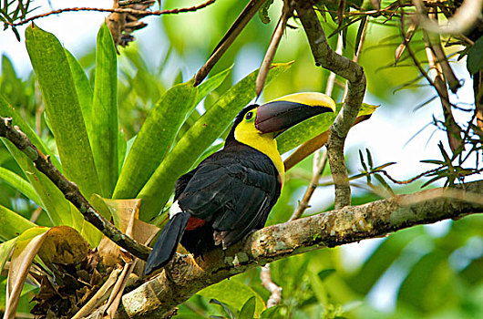 巨嘴鸟,鸟,东方,洪都拉斯,北方,哥伦比亚,西部,厄瓜多尔,湿润,低地,树林