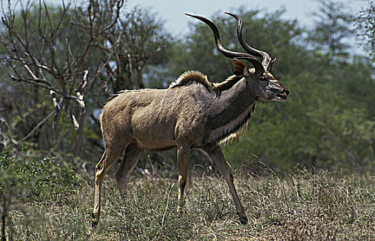 大捻角羚,雄性,肯尼亚