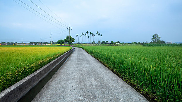 台湾南部乡村,产业道路旁绿油油的稻田