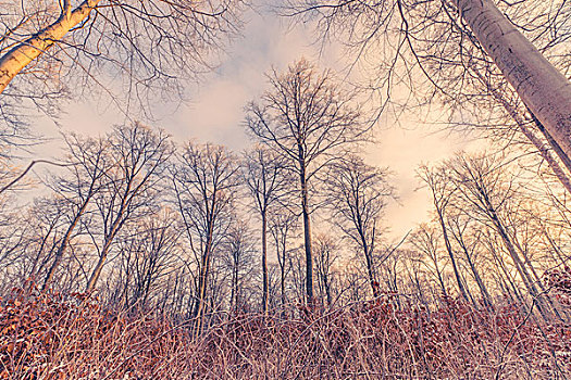 大树,树林,冬天,日出