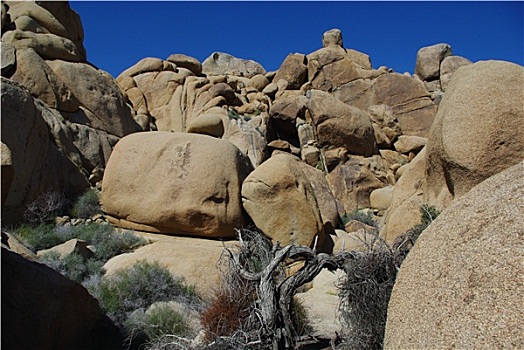 干燥,树,石头,约书亚树国家公园,加利福尼亚
