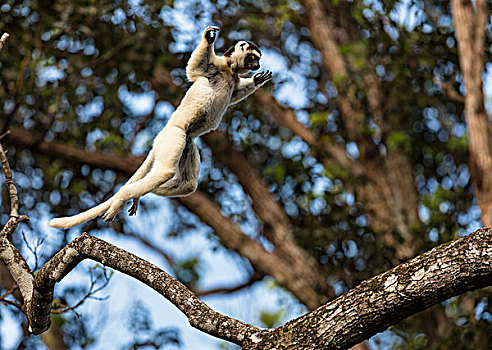 马达加斯加狐猴,维氏冕狐猴,跳跃,树,马达加斯加