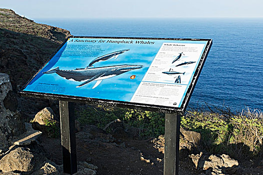 观鲸,景色,斑点,瓦胡岛,夏威夷,美国