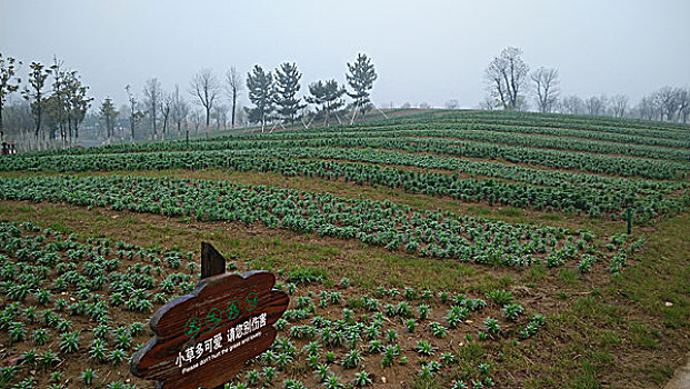 鲜花盛开