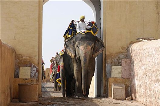 大象,琥珀宫,拉贾斯坦邦,北印度,亚洲