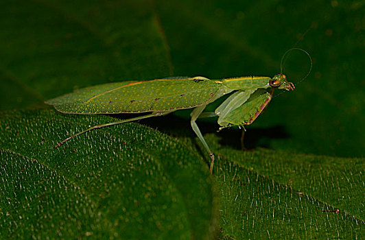螳螂,物种,雨林,国家公园,马达加斯加,非洲