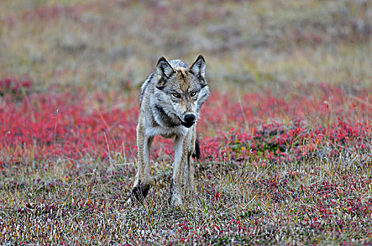 狼,觅食,苔原,德纳里峰国家公园,阿拉斯加,美国