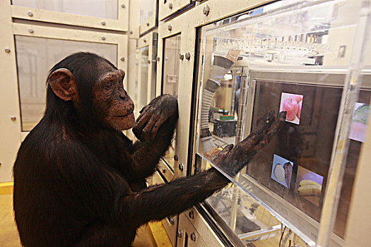 黑猩猩,类人猿,照相,认同,实验,东京大学,日本