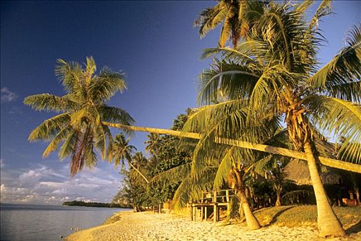 玻利尼西亚,棕榈树,海滩