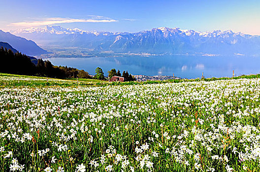 草地,白色,水仙花,日内瓦湖,山,凹,背影,蒙特勒,沃州,瑞士,欧洲