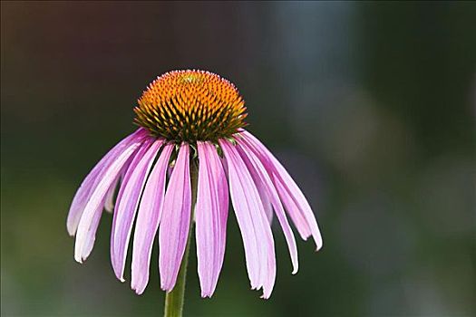 金花菊