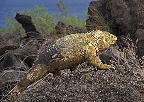 加拉帕戈斯,陆地,鬣蜥蜴,加拉巴哥陆鬣蜥,加拉帕戈斯群岛