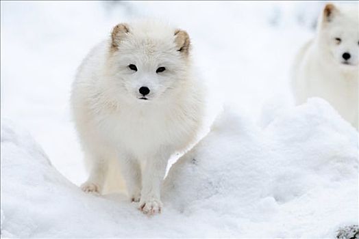 两个,狐狸,北极狐,雪地,巴伐利亚,德国,正面