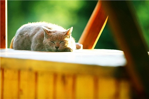 猫,睡觉,空,木质,货摊