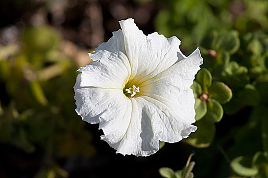 白色,矮牵牛花属植物,花